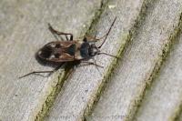Rhyparochromus vulgaris