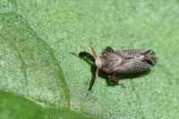 Asiraca clavicornis