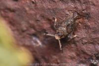 Asiraca clavicornis