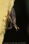 Asiraca clavicornis