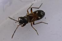 Raglius alboacuminatus