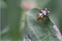 Liocoris tripustulatus