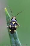 Liocoris tripustulatus