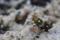 Liocoris tripustulatus