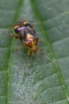 Liocoris tripustulatus
