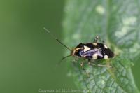 Liocoris tripustulatus