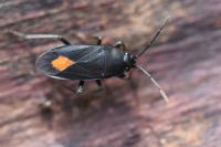 Aphanus rolandri