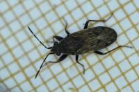 Peritrechus gracilicornis