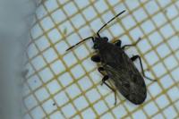 Peritrechus gracilicornis