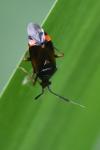 Deraeocoris ruber