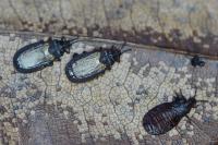 Aneurus laevis