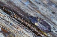 Aneurus laevis