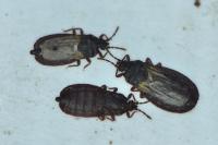 Aneurus laevis