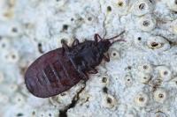 Aneurus laevis