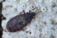 Aneurus laevis