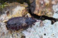 Aneurus laevis