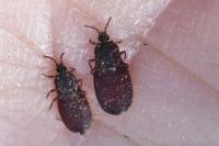 Aneurus laevis