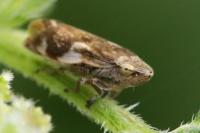 Philaenus spumarius