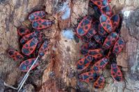 Pyrrhocoris apterus