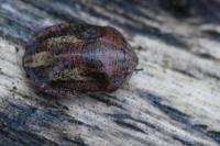 Eurygaster