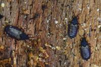 Aneurus laevis