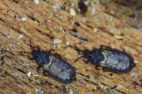 Aneurus laevis