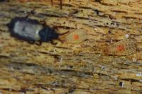 Aneurus laevis