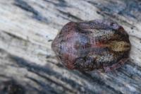 Eurygaster