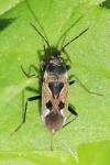 Rhyparochromus vulgaris