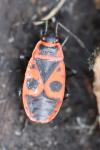 Pyrrhocoris apterus