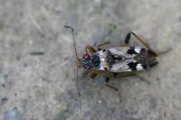Beosus maritimus