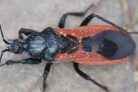 Peirates hybridus