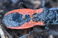 Peirates hybridus
