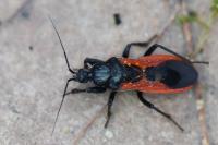 Peirates hybridus