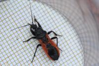 Peirates hybridus