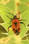Brachycoleus triangularis