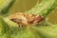 Philaenus spumarius