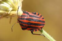 Graphosoma italicum