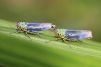 Cicadella viridis