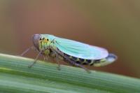 Cicadella viridis