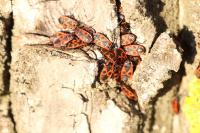 Pyrrhocoris apterus