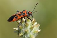 Corizus hyoscyami