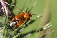 Deraeocoris ruber