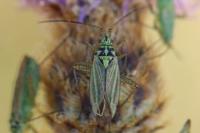 Oncotylus viridiflavus