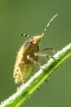 Dolycoris baccarum
