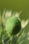 Palomena prasina