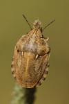 Eurygaster maura