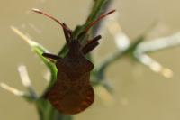 Coreus marginatus