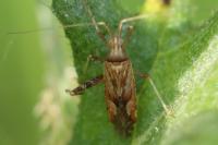 Phytocoris
