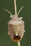 Peribalus strictus vernalis